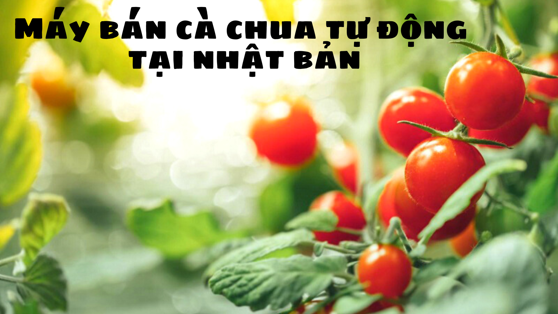acmjinzai
